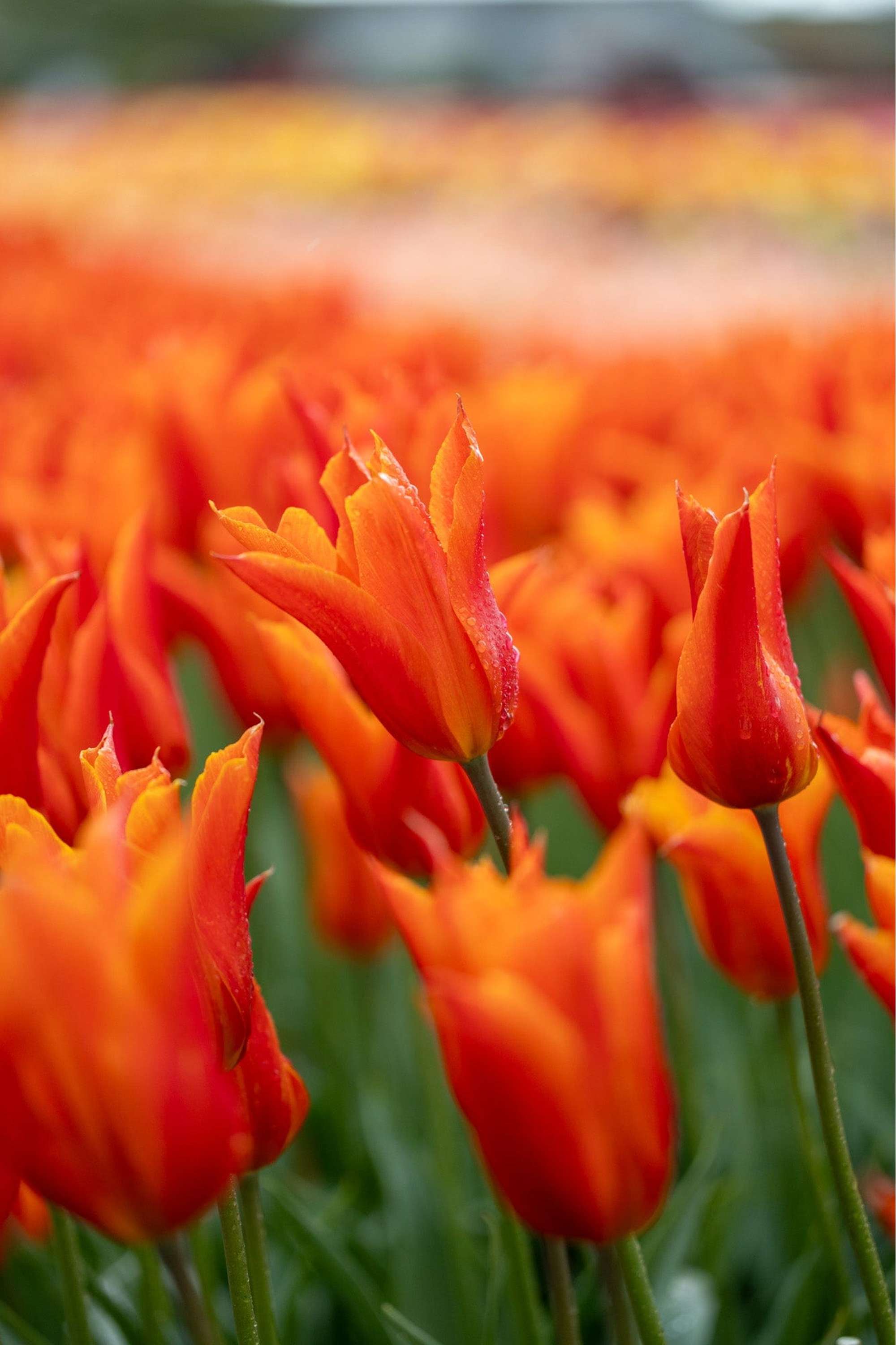 Tulpe 'Ballerina'